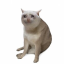 CASHCAT-USDC
